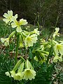 Primulaceae - Primula eliator